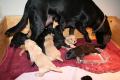 First Milk DIsh - 7